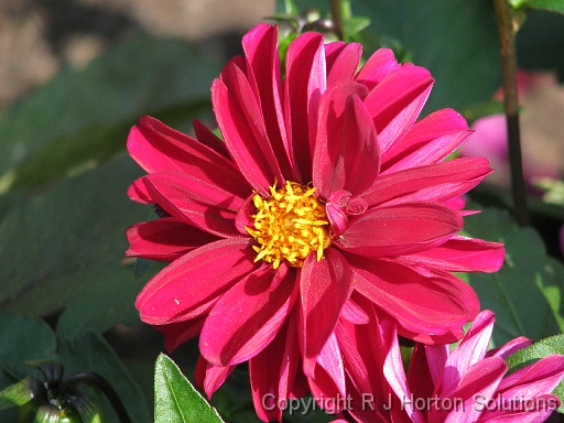 Dahlia D Red